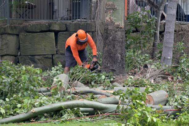 Best Tree Removal Contractors  in USA